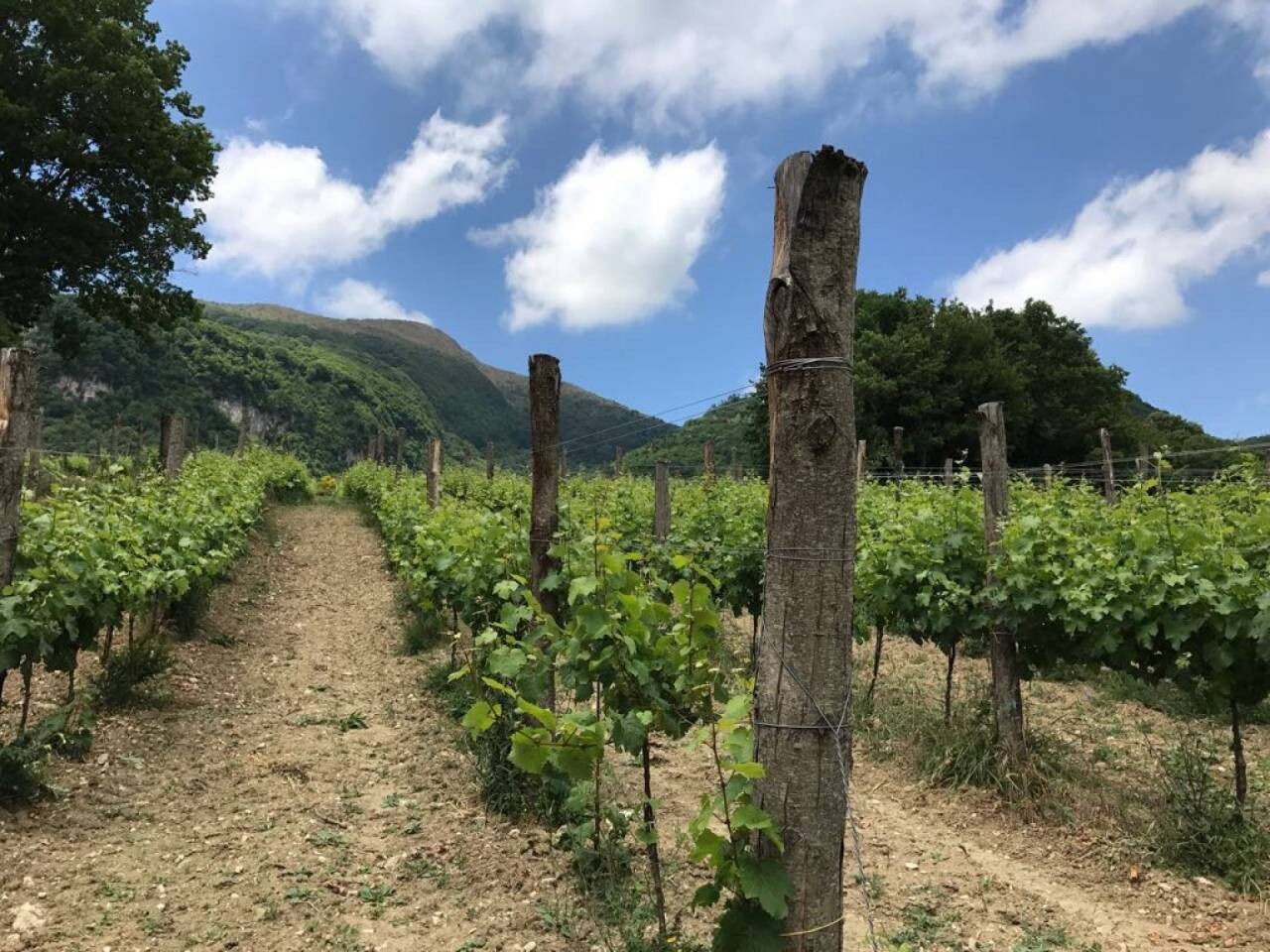 masseria-frattasi_vigneto